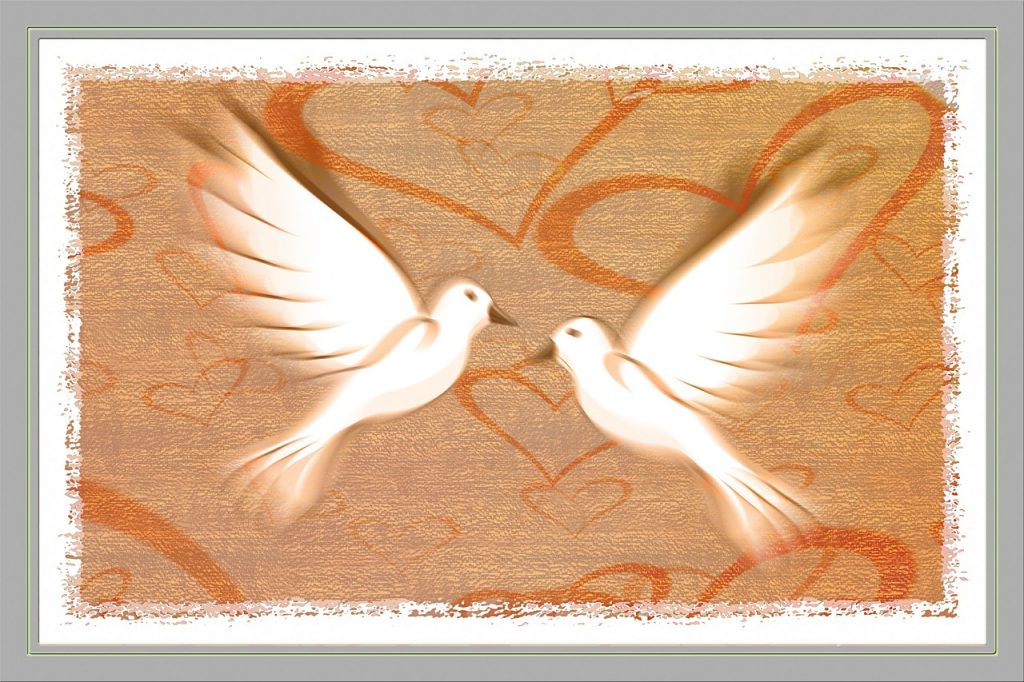 doves of peace, peace, pigeons-588990.jpg